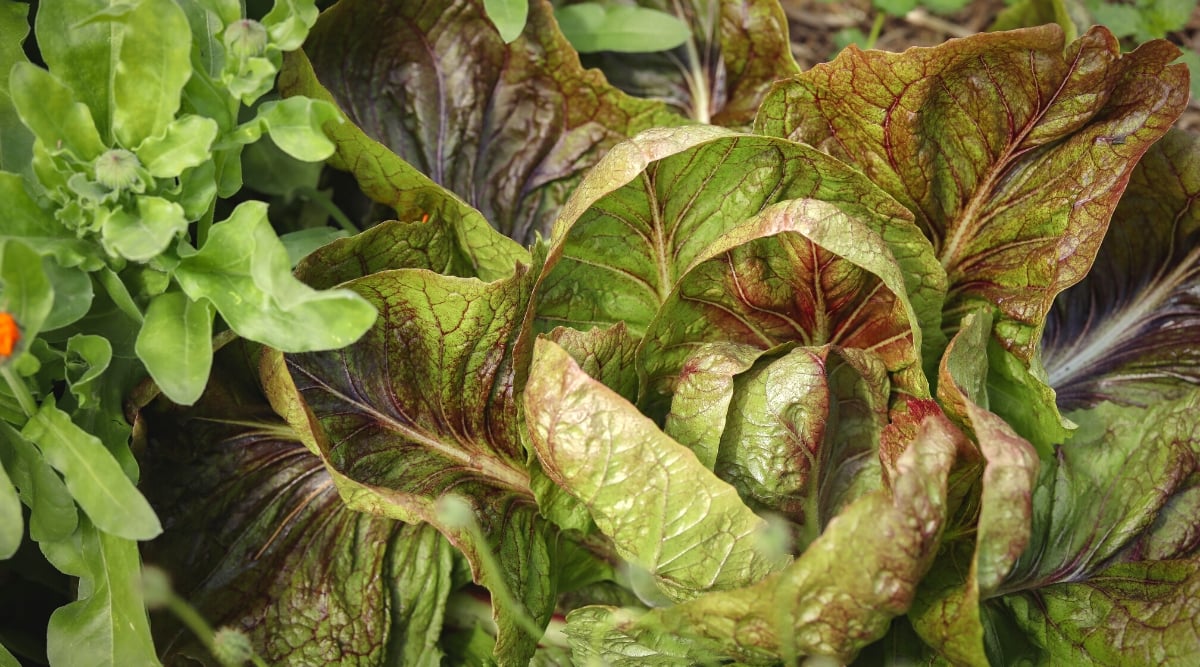 11 Companion Crops to Develop with Radicchio