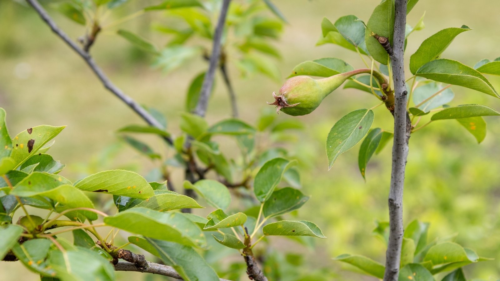 11 Pear Tree Rising Points and Strategies to Resolve Them