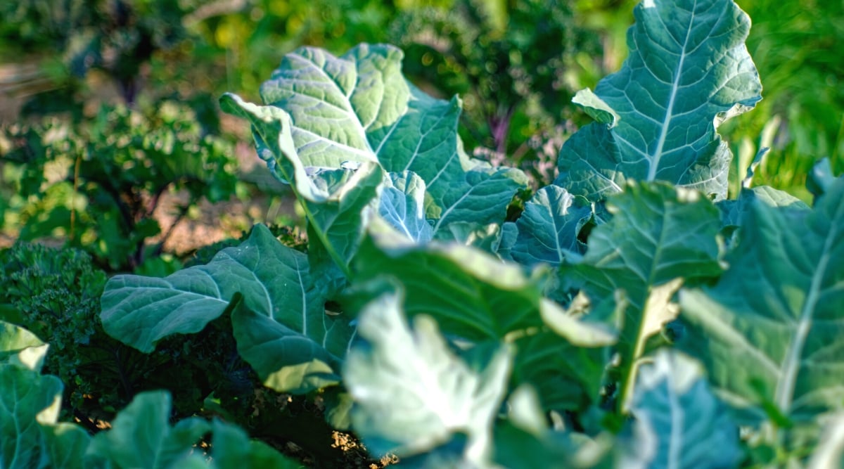 15 Companion Vegetation to Develop With Cauliflower