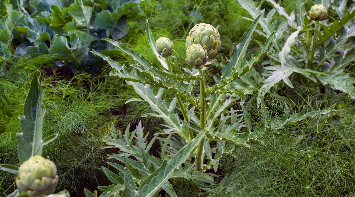 15 Companion Vegetation to Develop with Artichokes