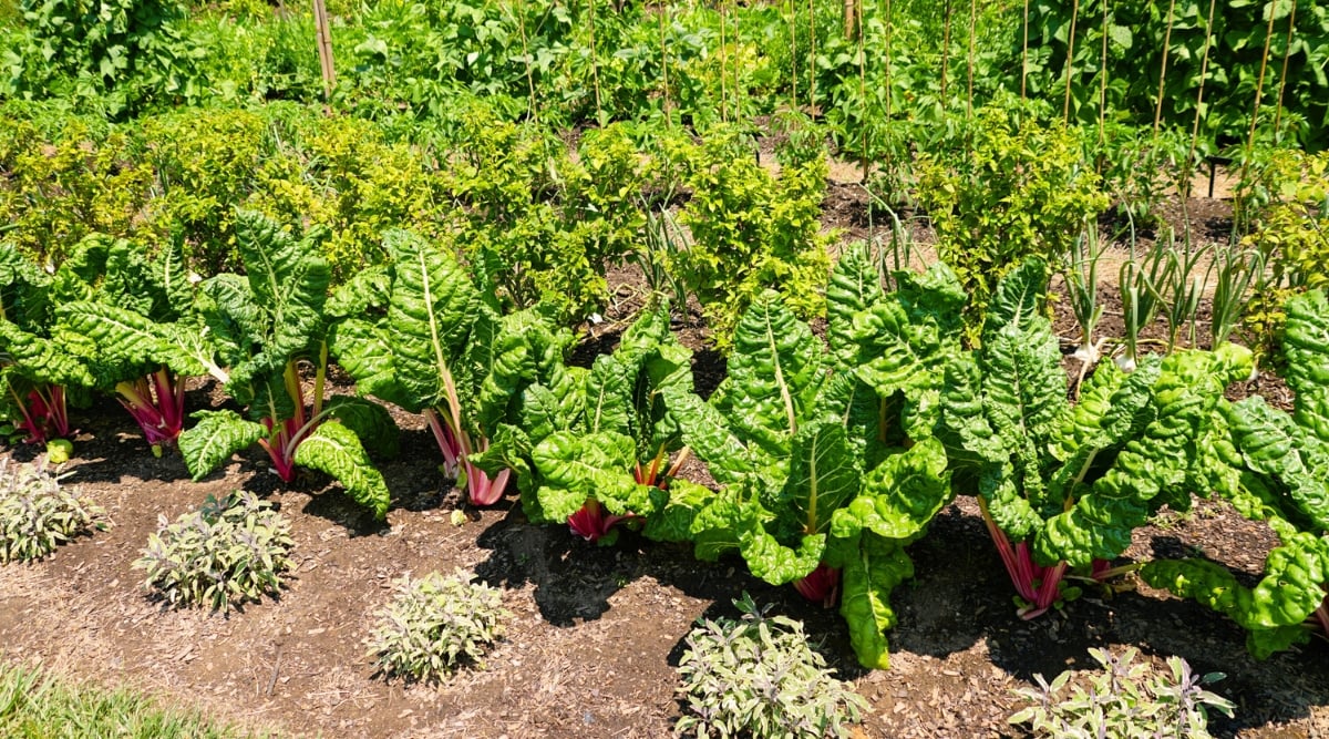 15 Companion Vegetation to Develop with Chard