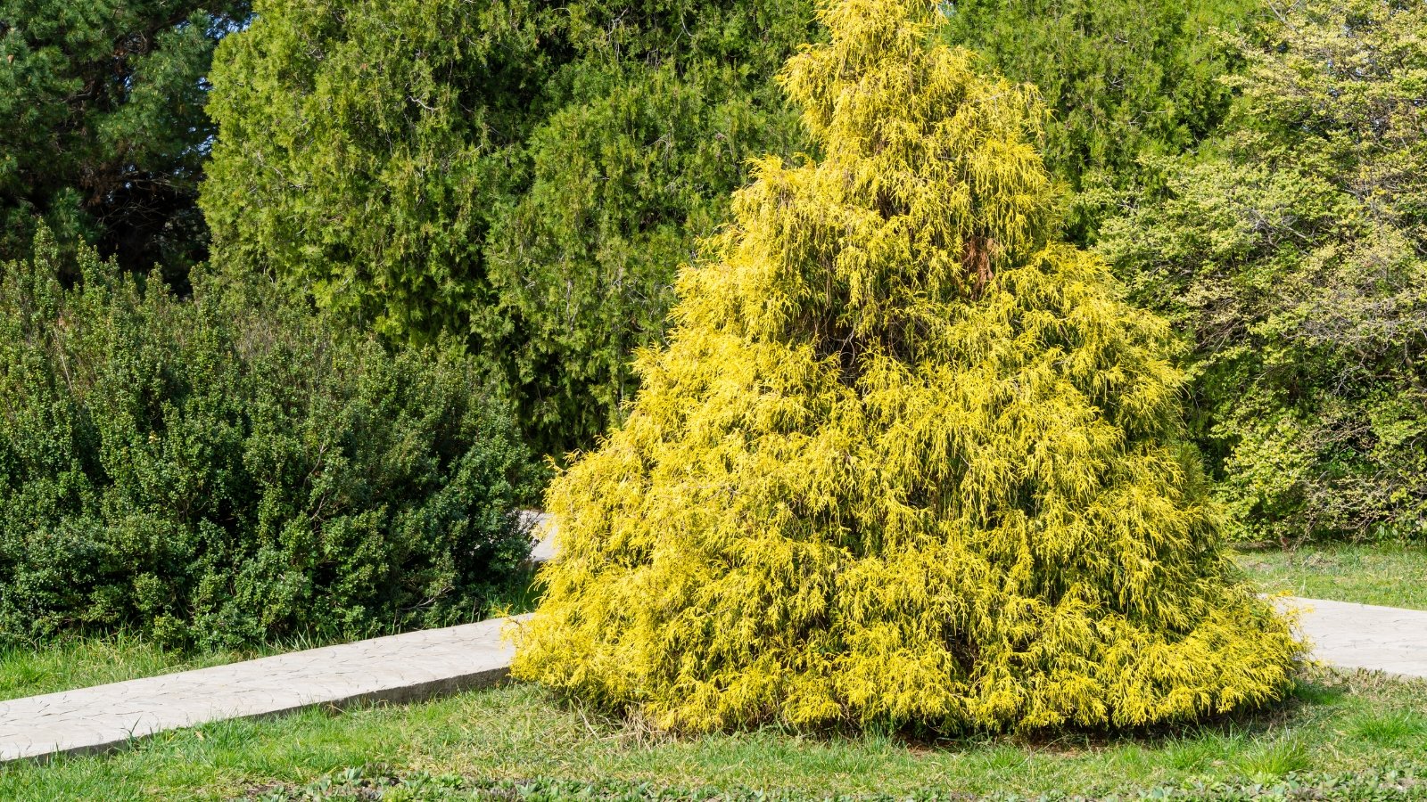 A bright golden-yellow Chamaecyparis pisifera tree, shaped like a cone with soft, feathery foliage, stands out against the deep green of surrounding shrubs and grass. The tree's fine-textured, scale-like leaves glisten in the sunlight as they cascade down the tree’s structure.