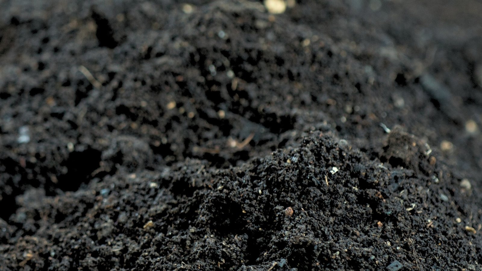 A close-up of dark, crumbly organic material scattered across the ground, rich in texture with hints of decomposed organic particles, surrounded by green growth.