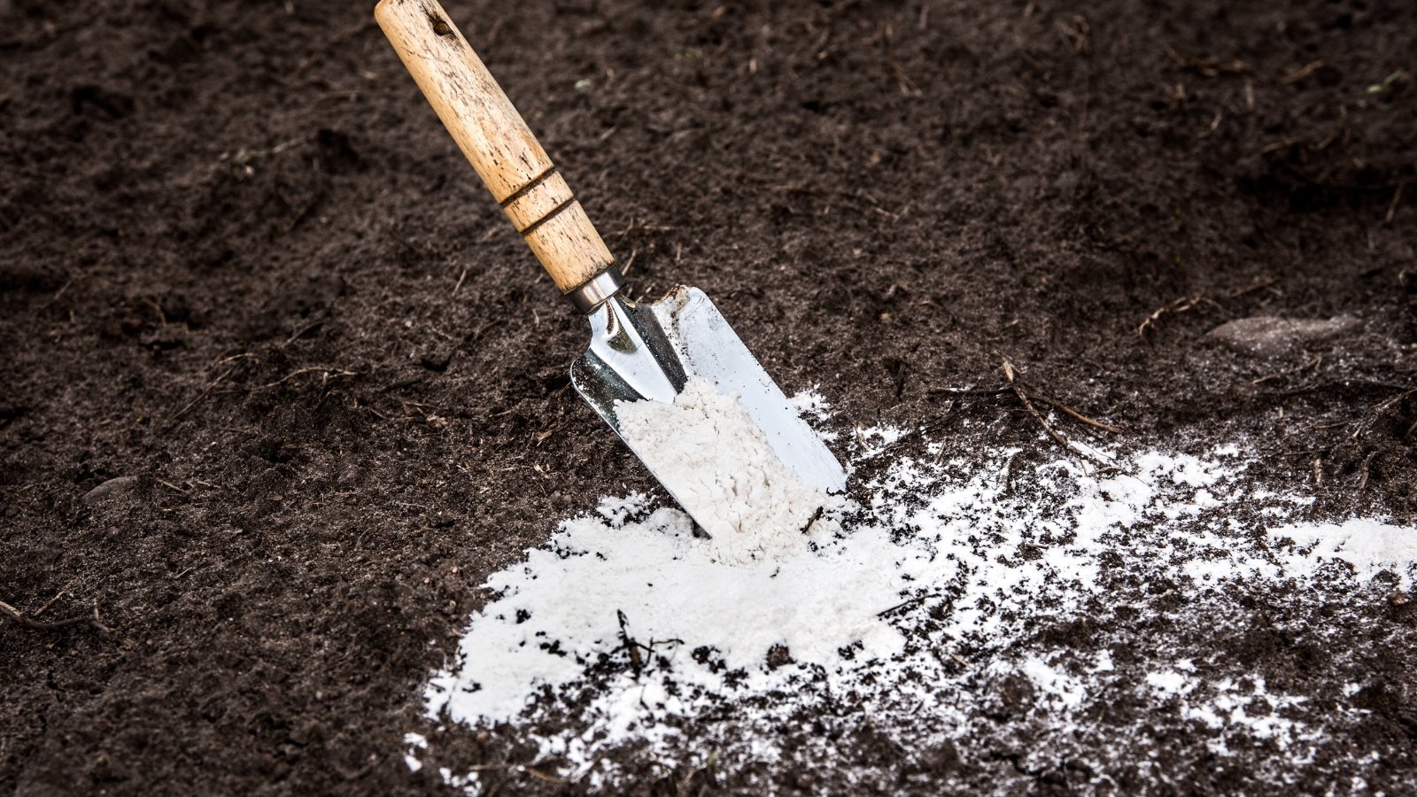 A trowel mixes finely powdered white lime into the ground, the pale substance creating a sharp contrast with the darker, rich organic matter beneath.