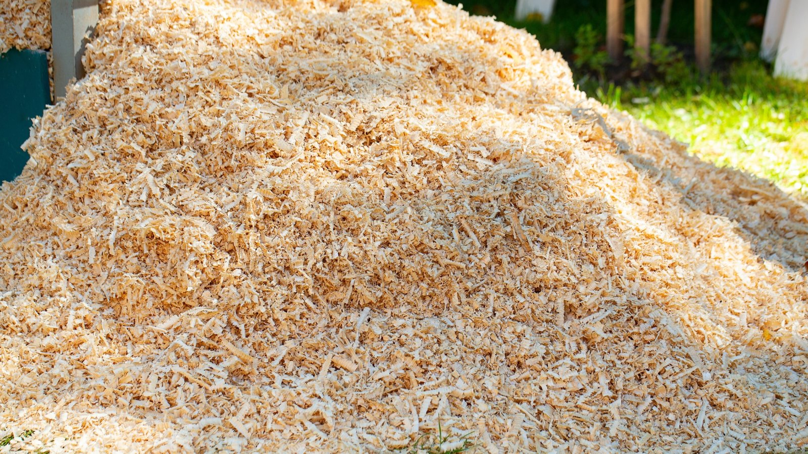 A large pile of fine, light golden sawdust sits under the sun, its particles shimmering with a soft, dry texture, in a partially shaded garden space.