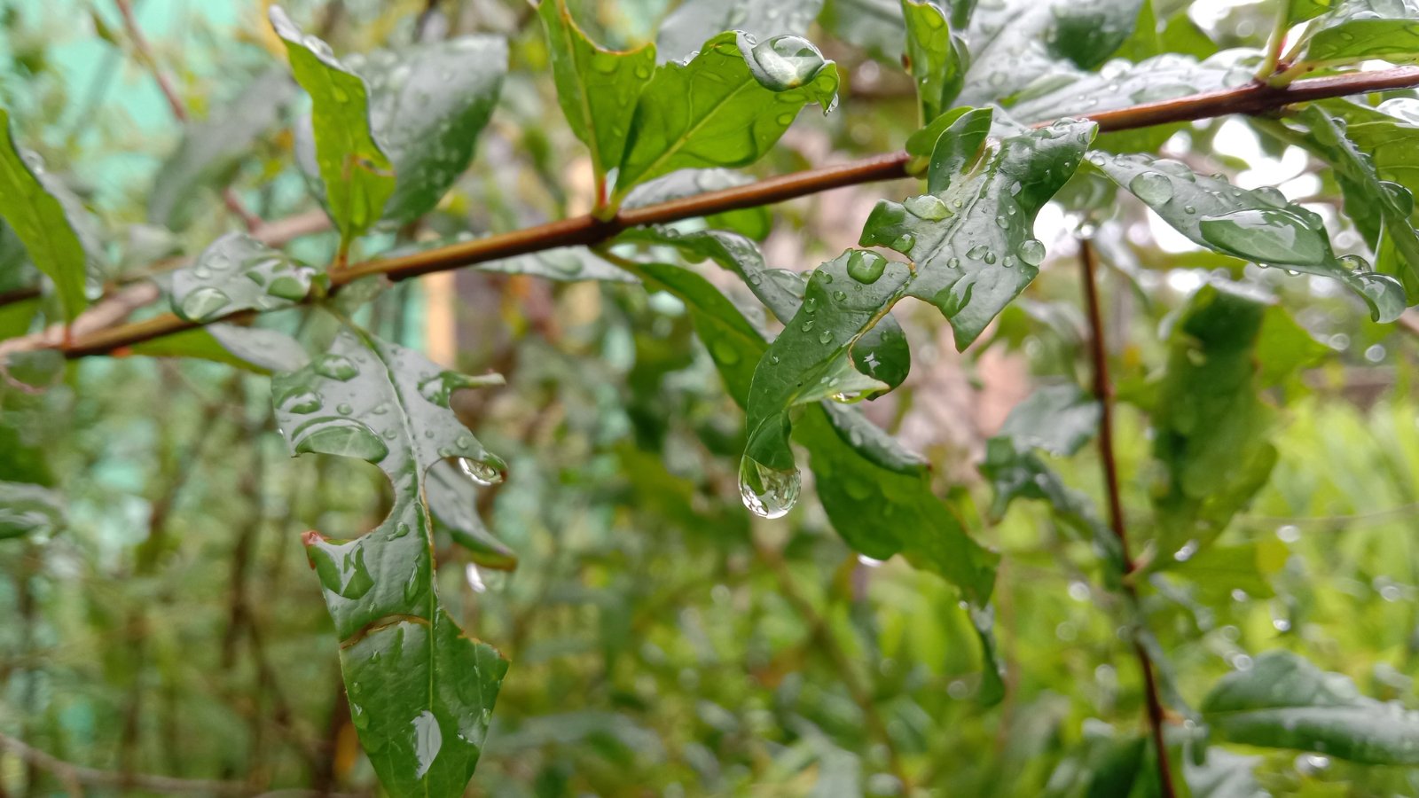 Close-up of thin, flexible branches covered in smooth, vibrant green leaves arranged in pairs along the stems, glistening with water droplets.
