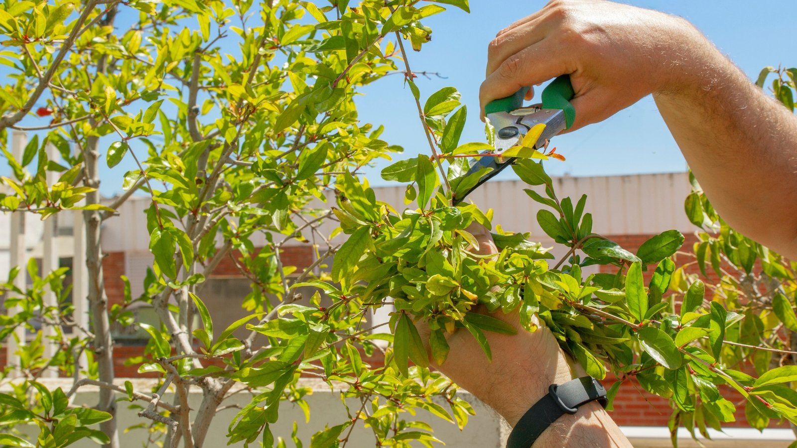 Close-up of a gardener's hands using green pruning shears to trim slender, arching branches of a fruit tree with glossy, lance-shaped green leaves in a sunny garden.