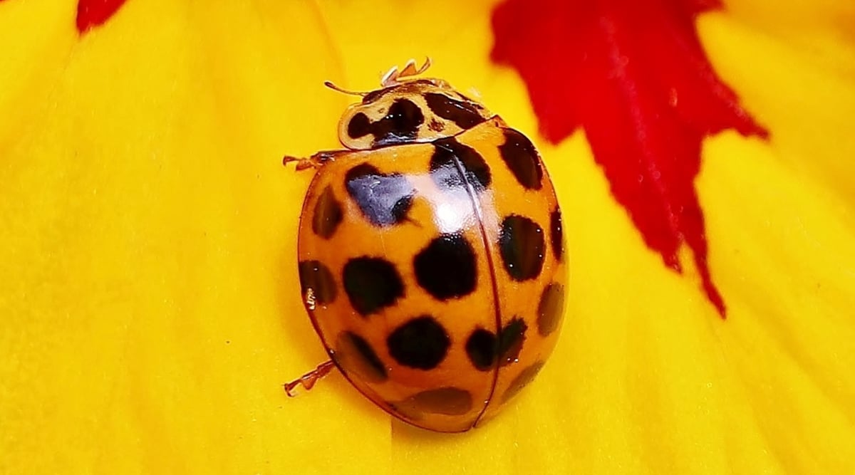 A close-up of a ladybug featuring its yellow body adorned with striking black spots. The tiny insect rests gracefully on the vibrant yellow surface of a nasturtium flower, creating a delightful composition of color and nature. The contrast between the bug's bright hues and the flower's vivid backdrop is visually stunning.