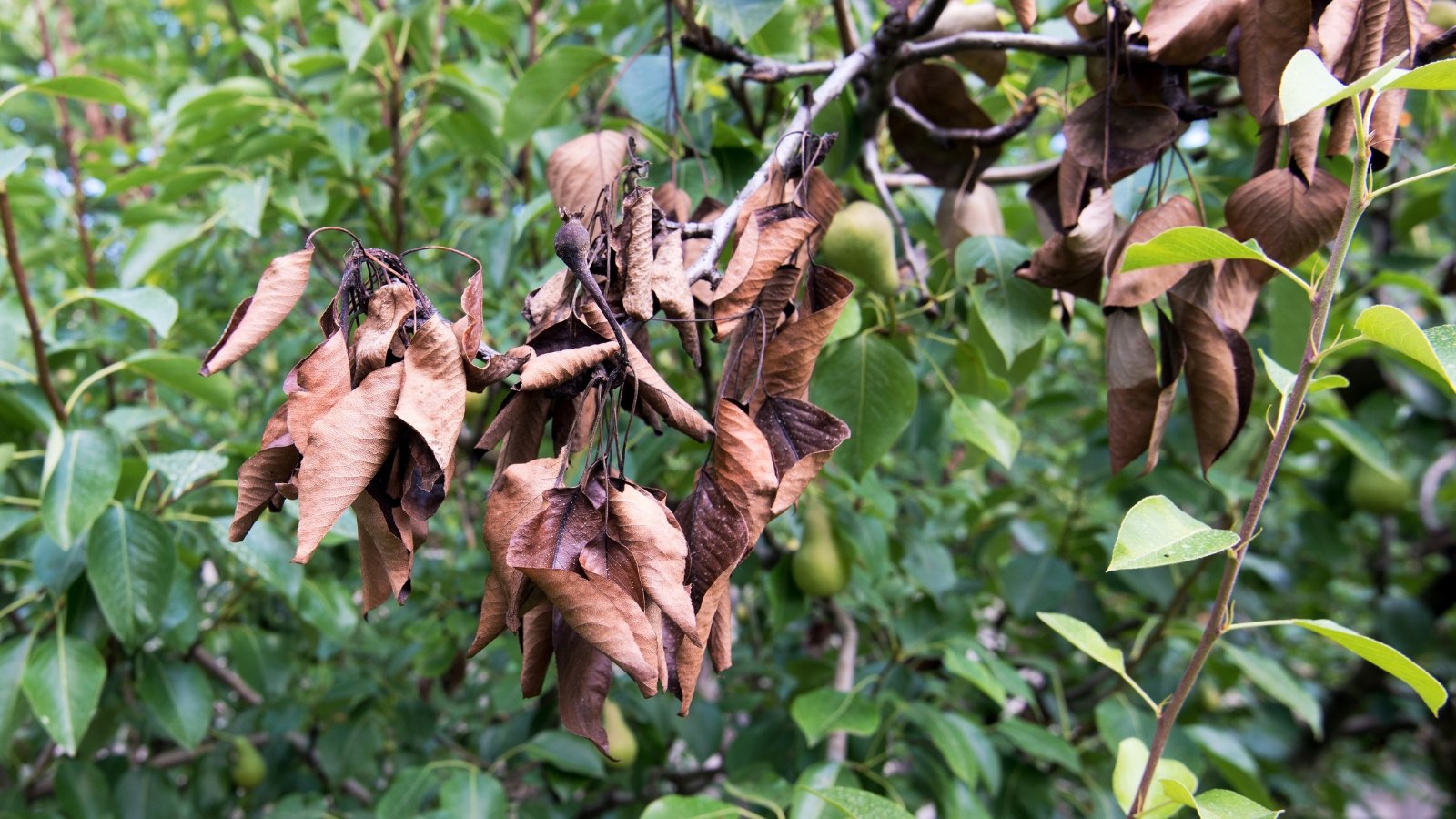 A section of infected branches displays brown, shriveled leaves affected by Fire Blight, a bacterial disease. The surrounding healthy leaves contrast with the dark, crispy appearance of the infected area, signaling decay amidst otherwise vibrant greenery.