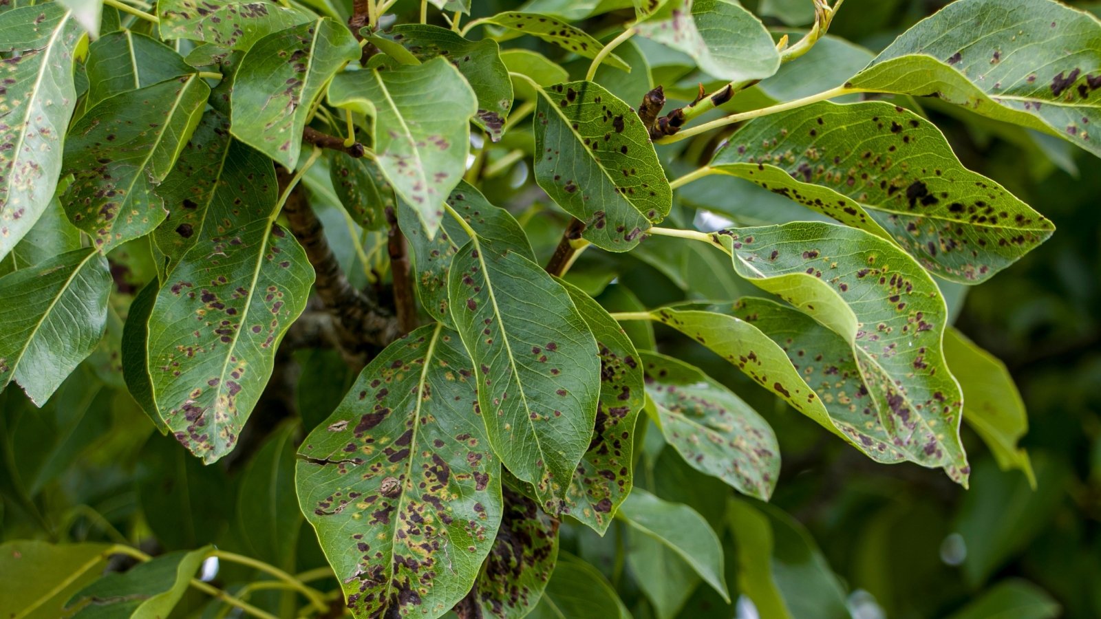 Close-up of dark spots covering several Pyrus leaves, showing signs of a leaf spot fungal disease. The leaves, with their soft green hues, appear damaged and unhealthy, with irregular brown patches scattered across their surfaces.