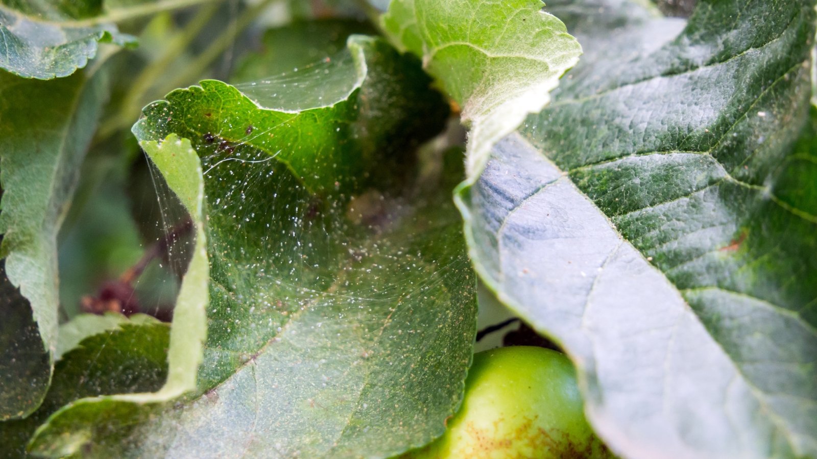 Delicate webs from spider mites are woven across the surface of the dark green leaves, creating a fine, gauzy layer. The leaves underneath the webs are starting to show damage, with small speckled spots and a slightly yellowed hue, indicating the harm caused by these pests.