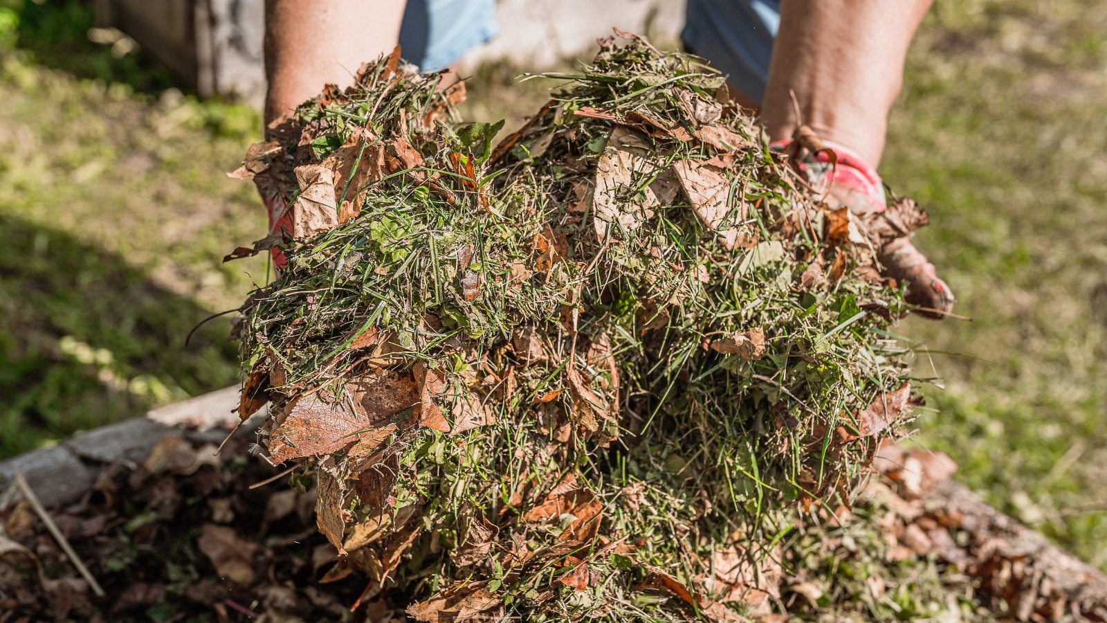 Two hands are holding a mix of dried foliage and pine needles, carefully balancing the bundle over a grassy lawn.