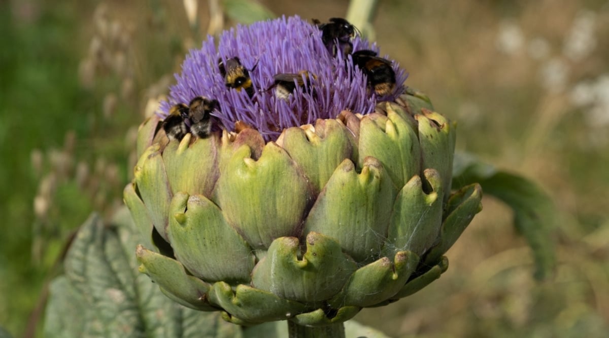 Close up of a flowering artichoke with several bees in the center. The head of the artichoke has very thick green leaves with a deep red tooth on the tip of each leaf. It grows in a rosette, surrounding the thistle-like purple flower that blooms in the center. More of a green garden grows in the background, out of focus.