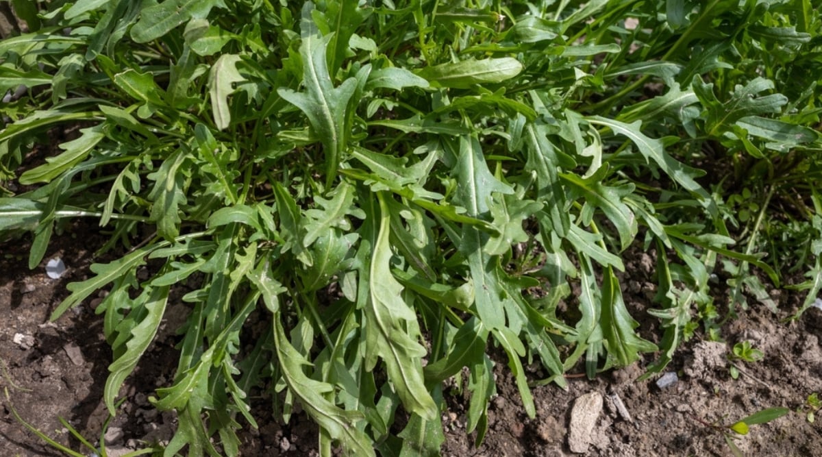 A thriving arugula plant flourishing in rich, dark brown soil, showcasing its robust health. Delicate yet elongated, the leaves boast deep serrations, a testament to their readiness for flavorful harvest.