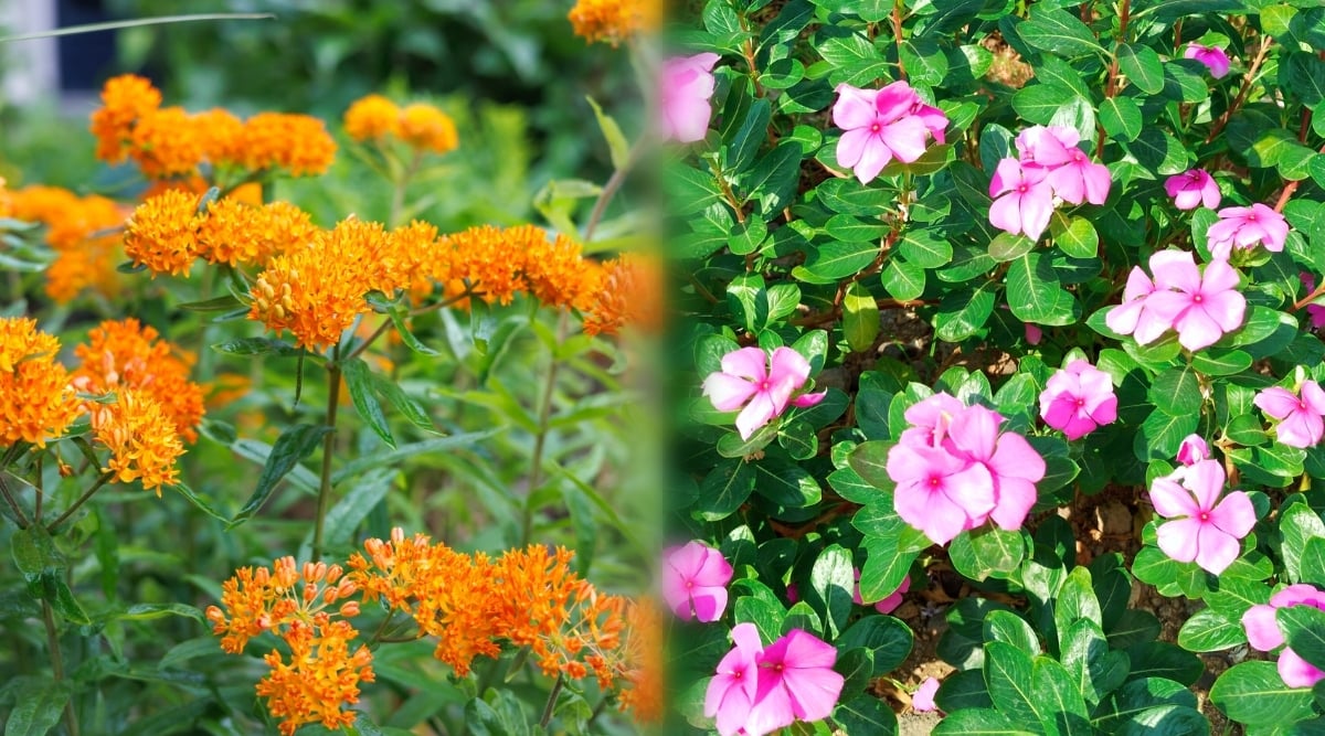 Two images of Butterfly Weed and Impatiens blooming in sunny gardens. Butterfly Weed (Asclepias tuberosa) is a native perennial favored for its vibrant orange flowers. The leaves are narrow, spear-shaped and arranged alternately along the stems. The flowers form dense inflorescences of bright orange flowers at the tops of the stems. Impatiens have oval glossy green leaves and small clusters of pale pink flowers at the tips of the stems.