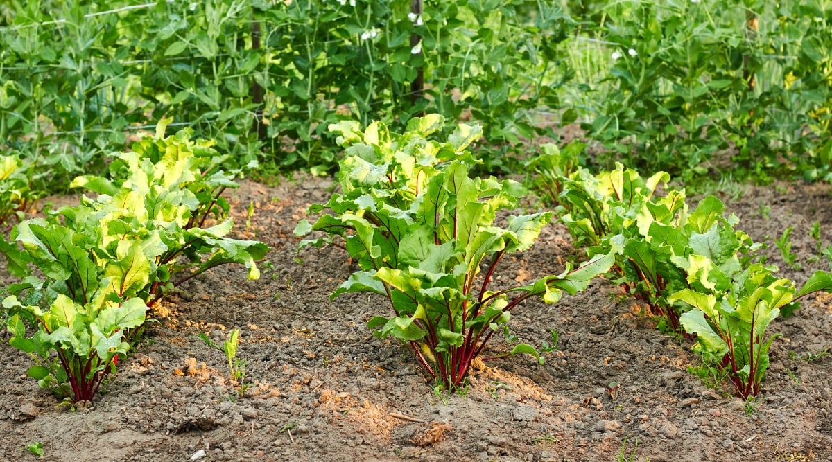 Close-up of growing beetroot plants next to a bed of growing peas. Beetroot plants form vertical rosettes of thin purple-burgundy stems and large oval broad leaves with a rough texture and wavy edges. Pea plants are annual vines with thin, climbing stems that can reach several feet in height. Pea leaves are made up of many leaflets arranged along a central stem. The leaves are medium to dark green in color and are slightly spear-shaped. Each leaf is divided into several pairs of leaflets. The leaflets are smooth, slightly waxy to the touch, and have a slightly wrinkled texture.