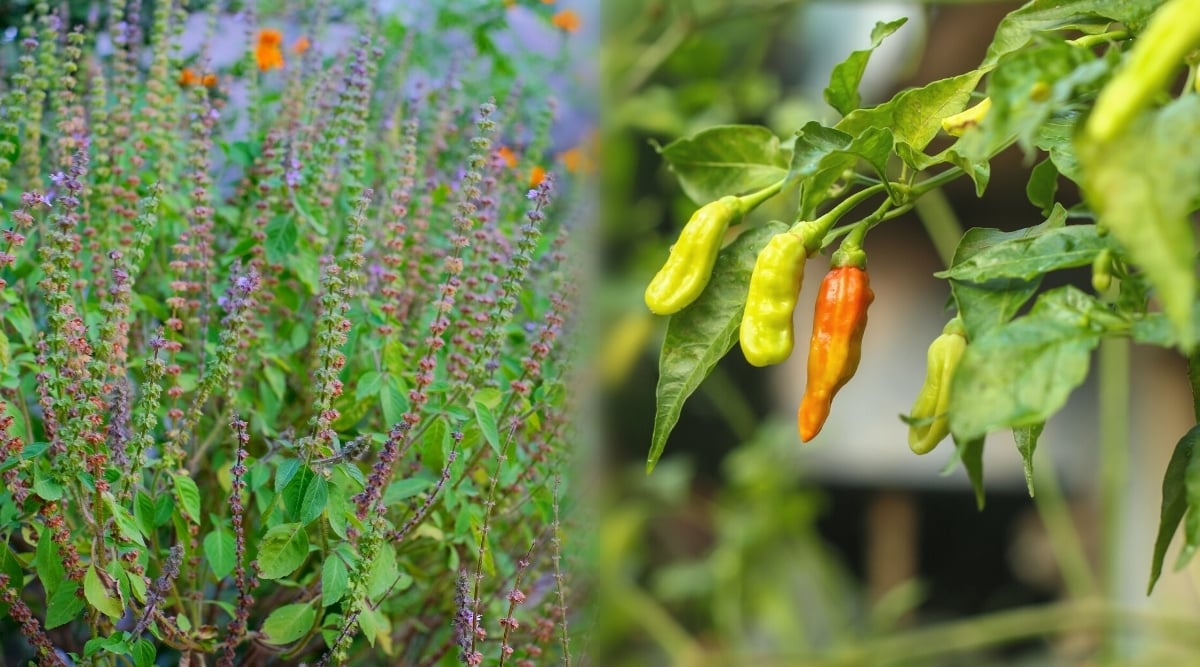 Two linked images of Tulsi Basil in bloom and Peppers ripening in the garden. Tulsi Basil is an aromatic herb with upright stems and green oval leaves. Tulsi Basil produces small, delicate, light purple flowers. The flowers are clustered along the stems and are known for their sweet fragrance. Pepper has clusters of cylindrical fruits with a wrinkled texture, smooth, shiny skin of pale green and orange-red.