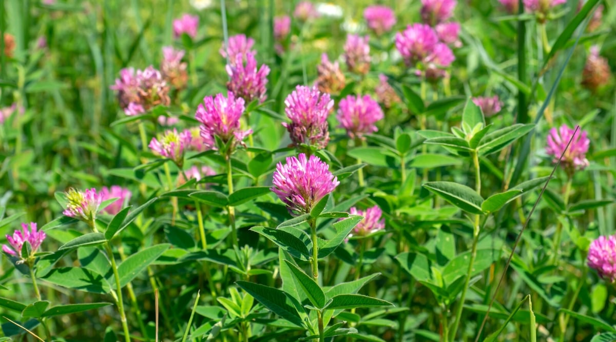 Close-up of a blooming Clover in a sunny garden. It is a small flowering plant, known for its characteristic trifoliate clusters or trifoliate leaves. Clover leaves consist of three oval-shaped leaves, dark green in color. Clover produces small flowers collected in inflorescences, pink.