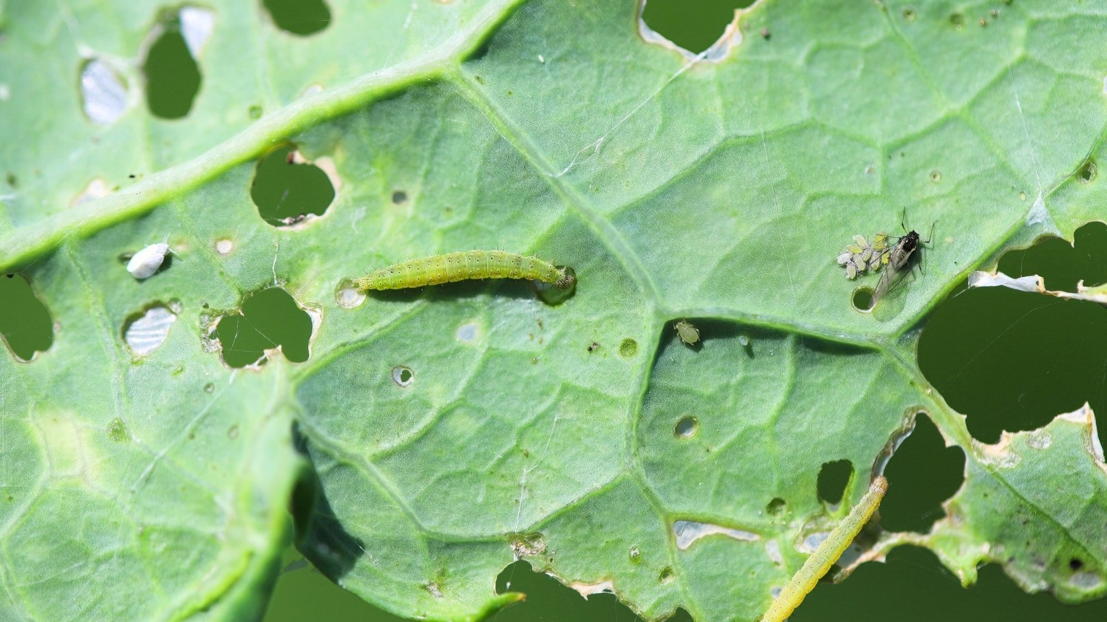 Close-up of cabbage loopers, green caterpillars with a looped movement pattern, feeding on cabbage leaves and creating irregular, chewed areas on the green foliage.
