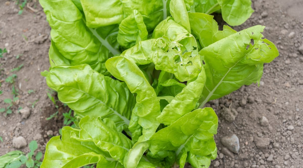 Cleaves displaying signs of pest damage, characterized by small holes and chewed edges. Despite the damage, the plant continues to thrive in the soil, showcasing nature's resilience in the face of challenges.
