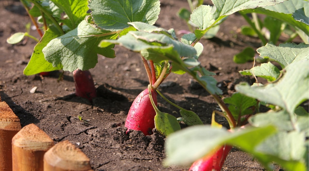 Close-up of growing radishes in a sunny garden. Radish is an annual root vegetable known for its tangy flavor and fast growth. Radish leaves are bright green, relatively large, and grow in a rosette form from the base of the plant. They are pale green, oval in shape, with uneven, slightly jagged edges. The roots are edible, oval and oblong in shape, with a thin pink skin.