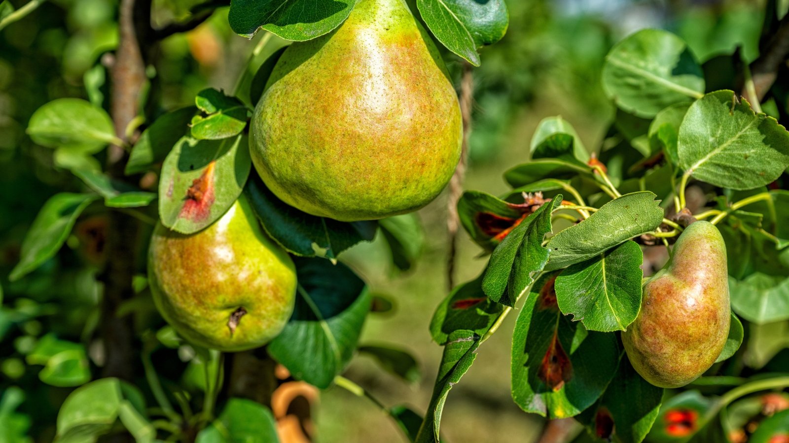 A pair of large, teardrop-shaped fruits with a vibrant mix of green and golden yellow skin, hanging from a woody stem with dark, waxy green leaves curling at the edges.