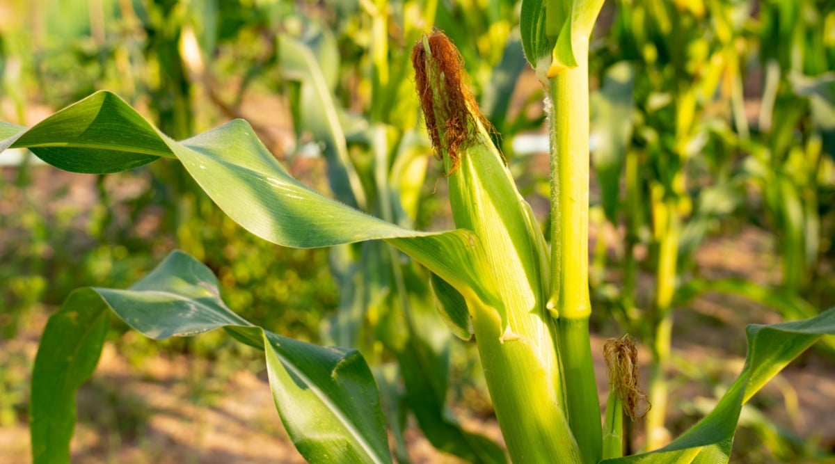 Close-up of growing corn plants in a sunny garden. Corn plants are tall, erect and strong. They have long thin leaves that grow alternately along the stem. Corn leaves are long and linear, dark green in color. They have prominent parallel veins and a slightly rough texture. The fruit of the corn plant is cob, which is covered with numerous husks, and inside it are rows of yellowish grains.