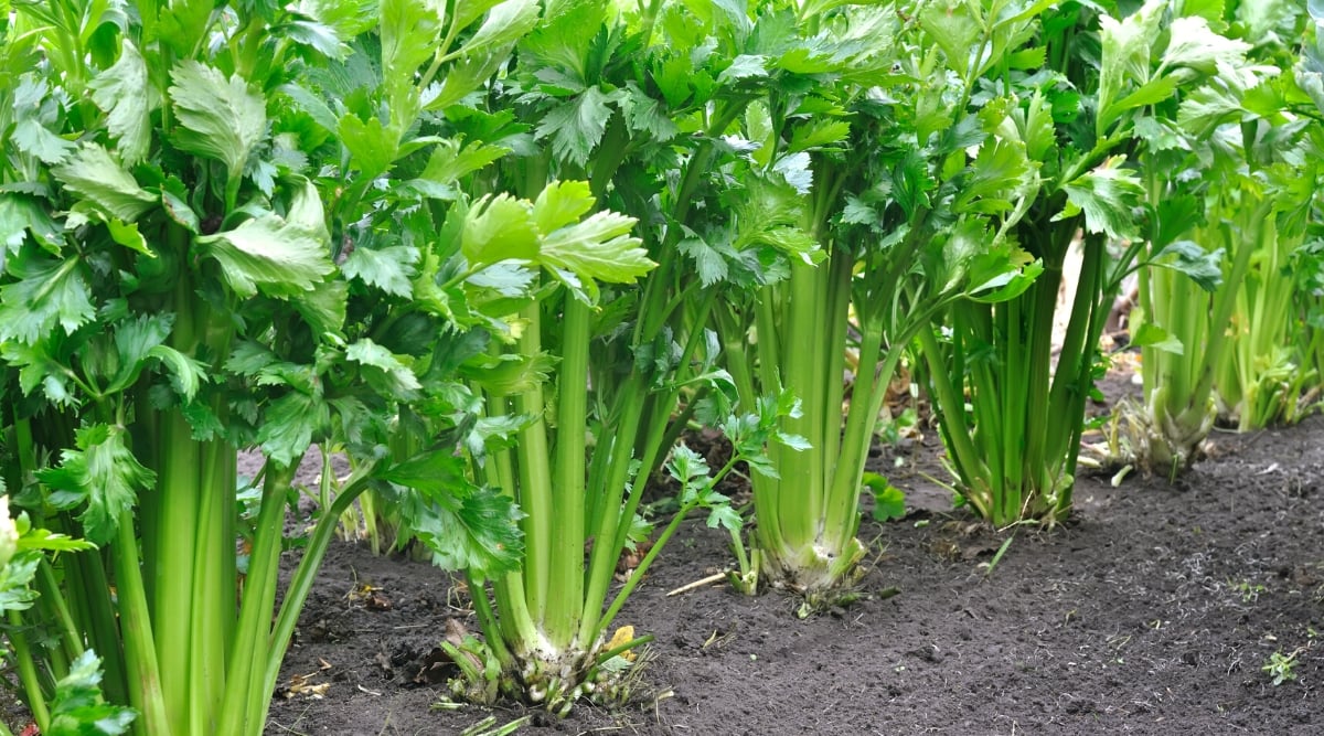 Close-up of a growing celery in the garden. Celery plants are herbaceous and have a group of long thin stems that grow from a central base. Celery leaves are dark green and grow in a rosette at the base of the plant. The leaves are pinnate and compound, which means they are divided into several segments, giving them a delicate and lacy appearance.