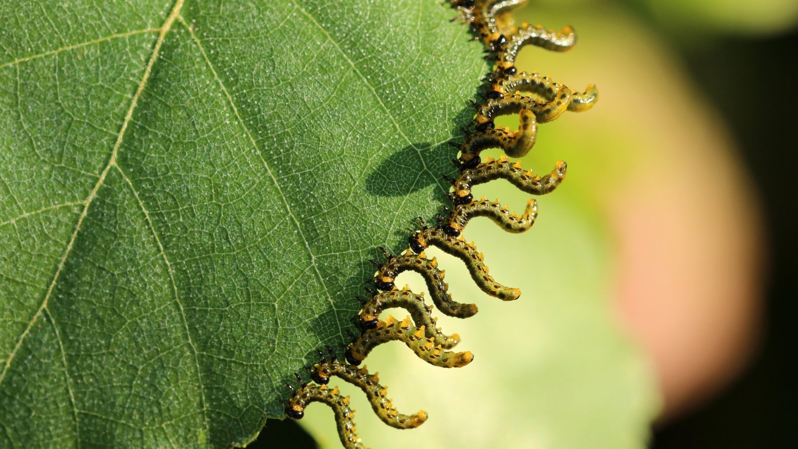 The sawfly larvae feeding on leaves appear as small, green caterpillar-like insects with segmented bodies, clustered together and consuming leaf tissue.