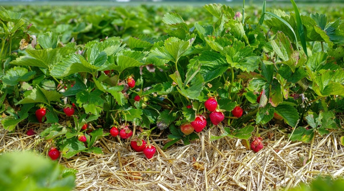 A cluster of strawberry plants with lush green leaves and vibrant red fruits growing on them are scattered over the dry and brittle dead grass.