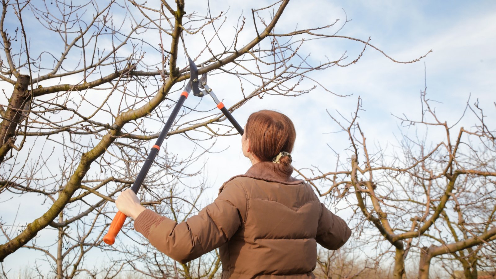 A person pruning bare branches on a sunny winter day.