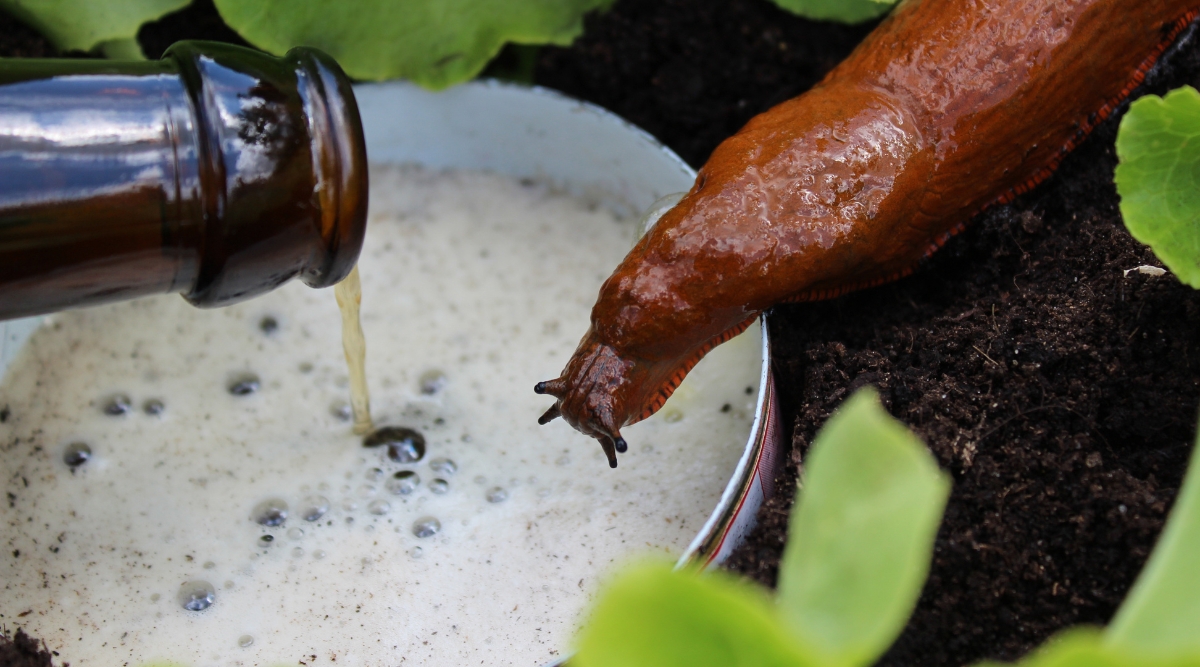 A brown slimy insect attracted by the smell of beer being poured into a trimmed can, buried in the soil.