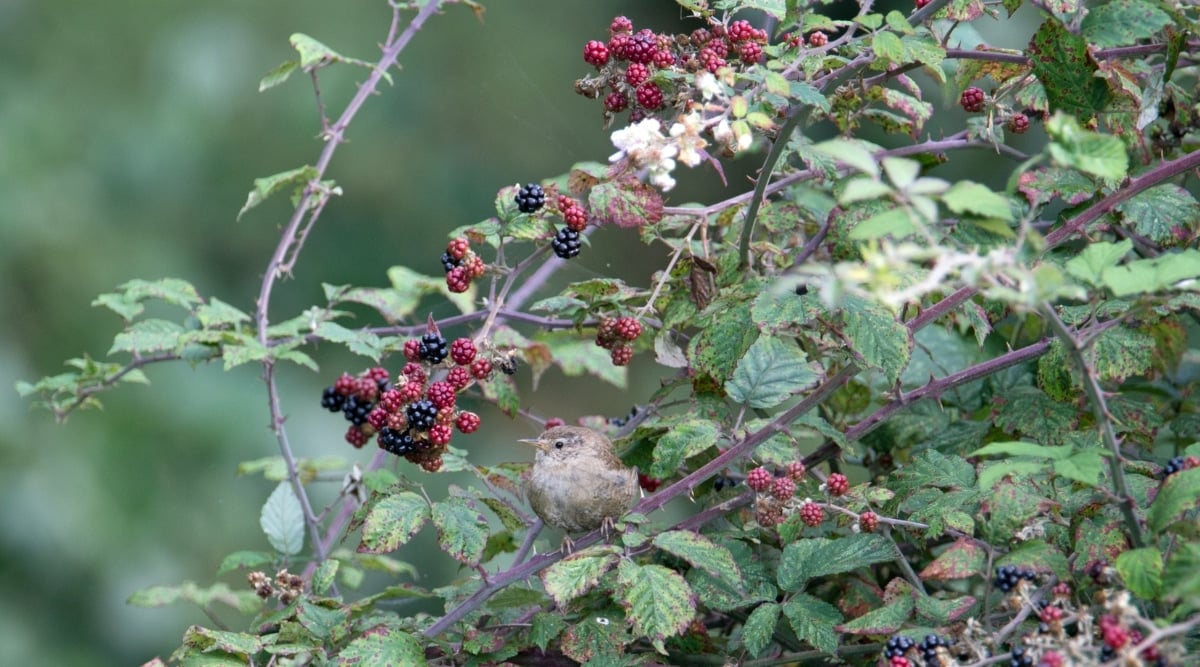 Plants feature heart-shaped, green leaves with serrated edges. There are many small clusters of red and dark black fruits growing on the ends of slender, thorned branches. There is a small bird perched on a lower branch of the bramble. The background is green and blurred.