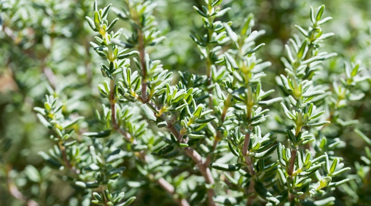 The plant has small, oval-shaped leaves, which are grayish-green in color. The stems are thin, woody, and slightly fuzzy.