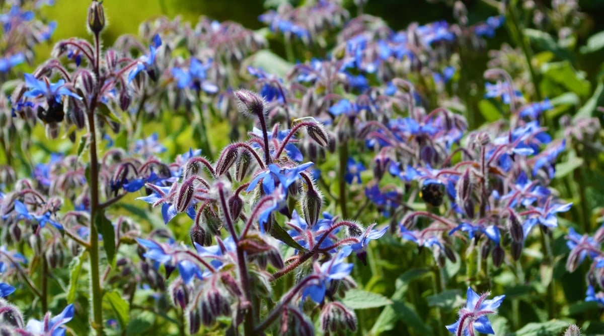 Several Borage flowers are small, star-shaped, and bright blue in color. The branches are thick, hairy, and covered in rough hairs. Its green leaves are large, rough, and hairy that are arranged alternately.