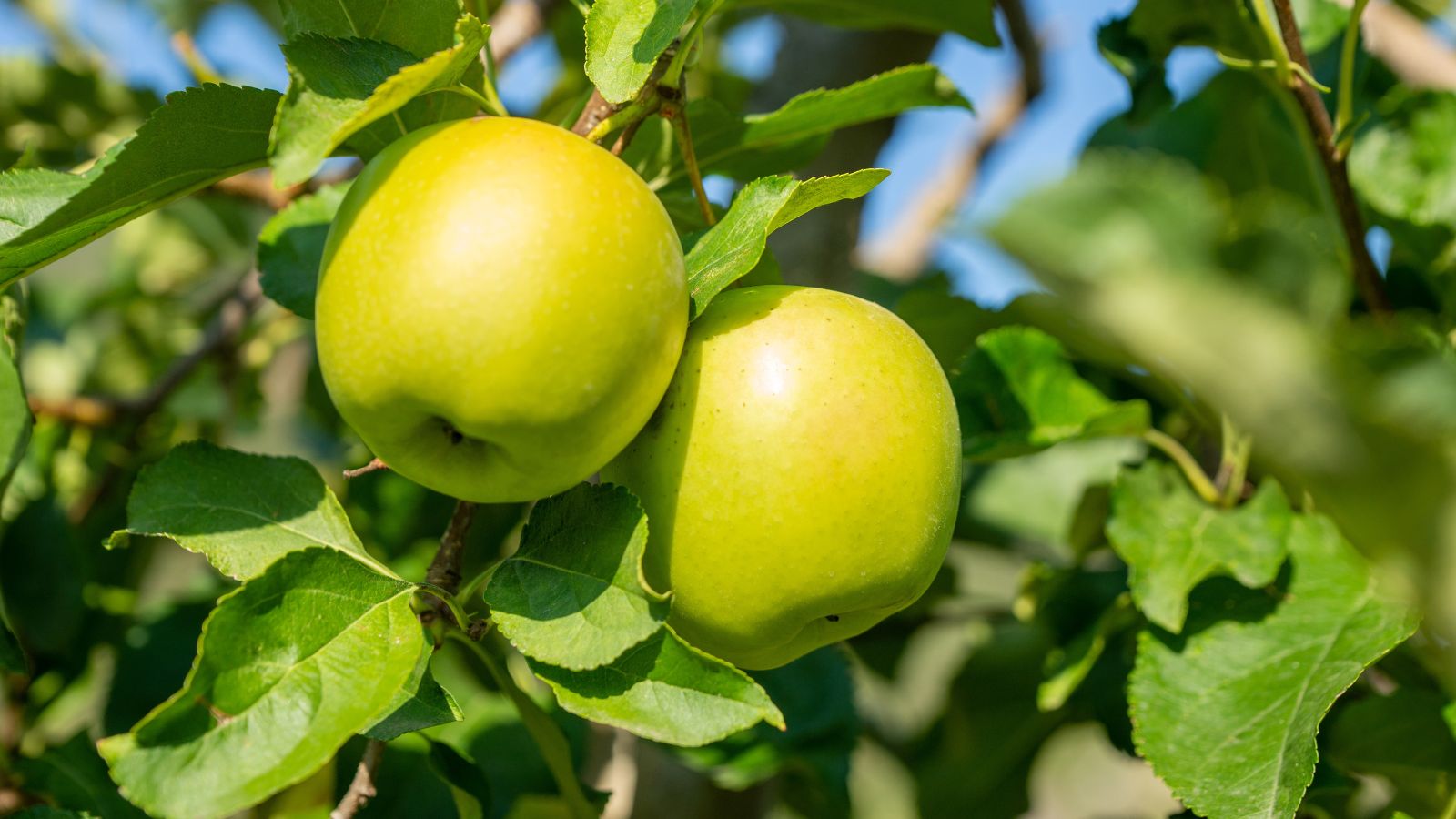 Two yellow colored Golden Delicious fruits, still attached to the woody branch, having deep green leaves appearing curled