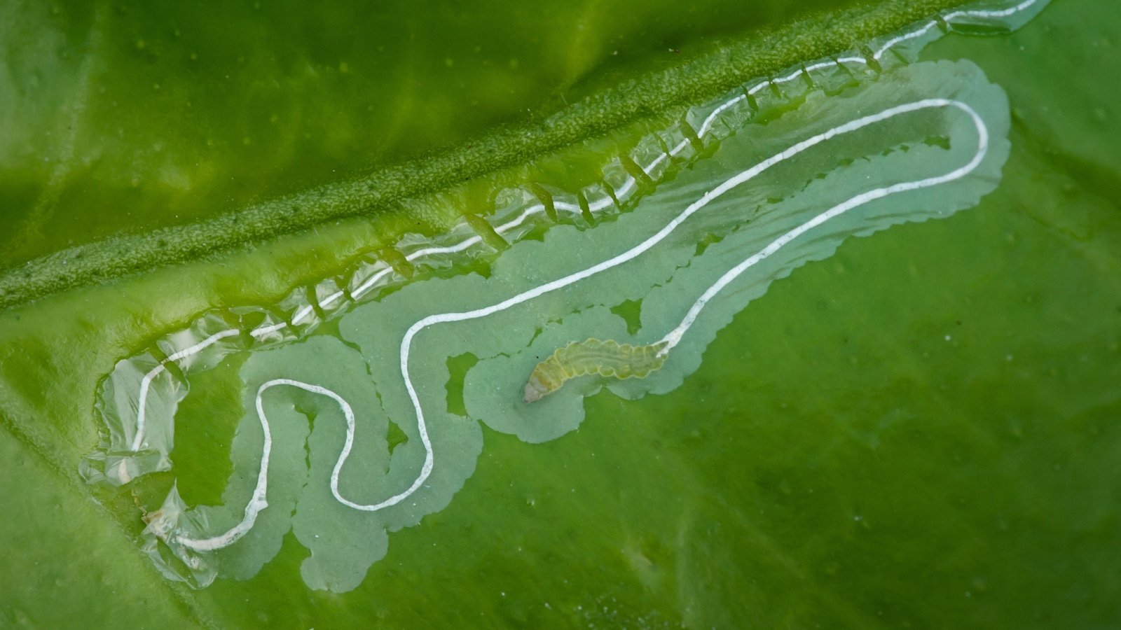 The Leaf Miner on the leaf creates distinctive, winding, translucent trails as it tunnels through the leaf tissue.