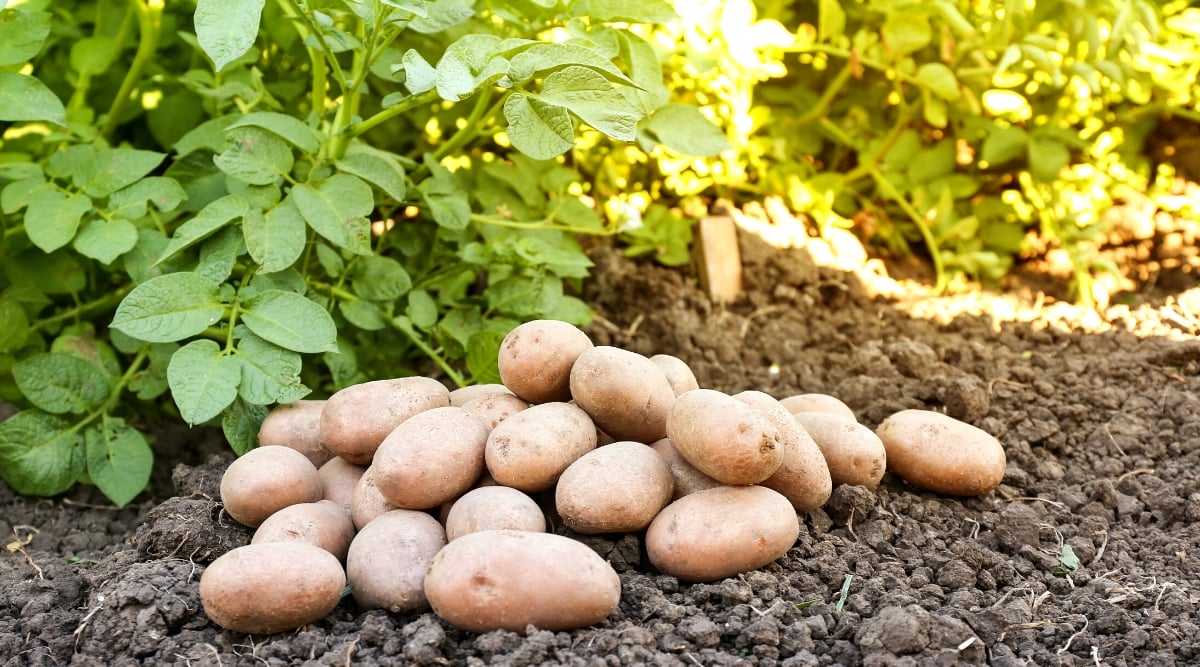 Close-up of dug up potato tubers on the soil in the garden, against the backdrop of growing potato bushes. The tubers are oval in shape, covered with a thin, pale brownish-pinkish skin. Potato bushes have large complex leaves, consisting of several oval-shaped, green leaflets.