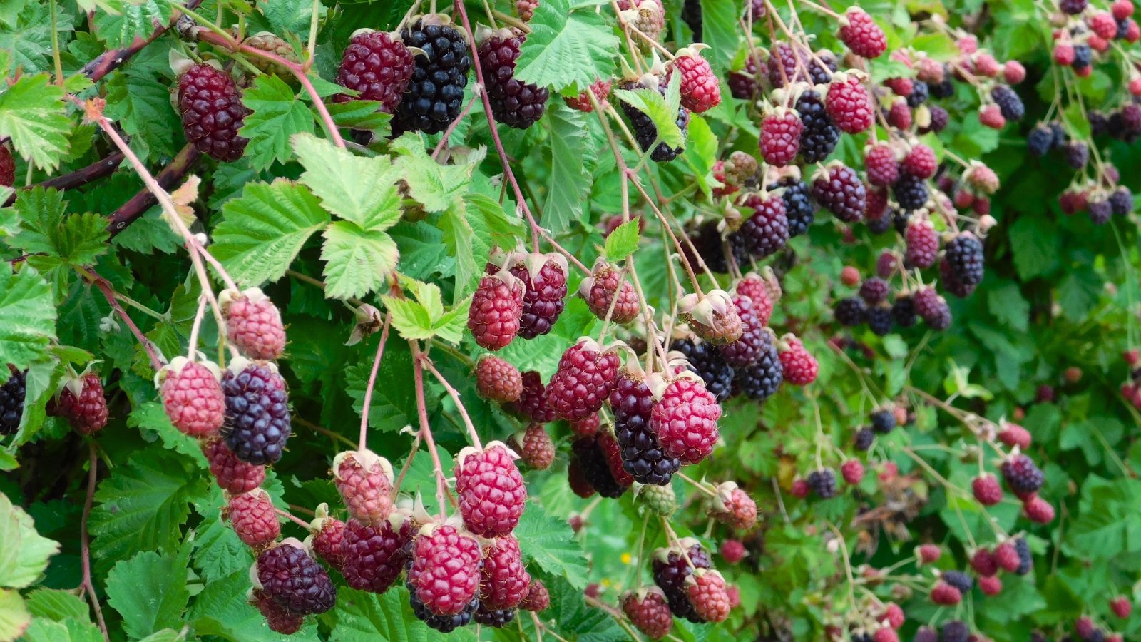 This plant features arching canes covered in sharp thorns, with compound leaves and shiny, deep purple-black berries that form in tight clusters.
