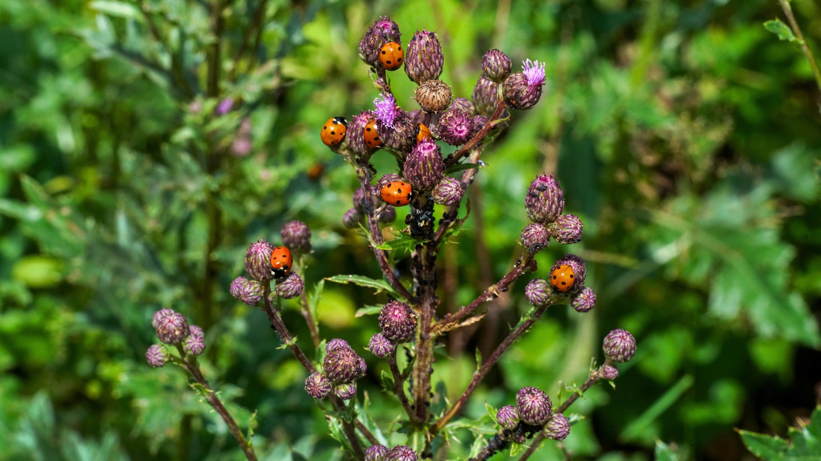 Close-up of many ladybugs on a thistle plant infested with aphids, demonstrating natural pest control in action.
