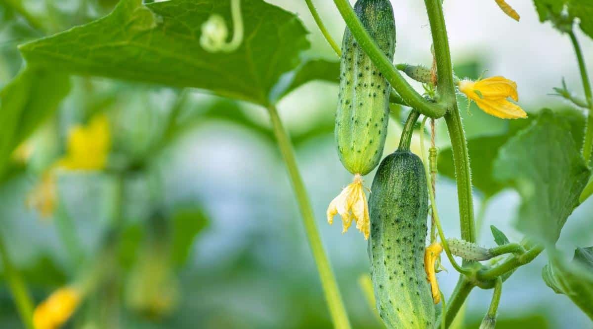 A pair of young vining cucumbers growing in the garden. The fruits of the plant have bright yellow flowers at the end and are growing off a vine. The background is blurred with green foliage.