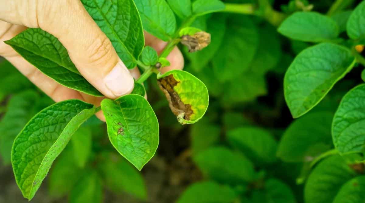 An up close image of a browning potato leaf. Gardener is holding the leaf examining it for fungal disease, with green uninfected foliage in the background.