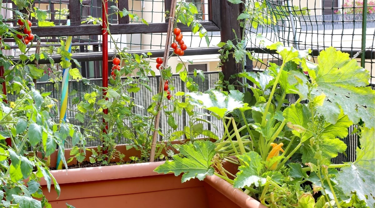 Plants of red tomatoes and zucchini in large brown pots grow on the balcony of a house in the city. The tomato plant has small, round, juicy, soft red fruits and dark green pinnately compound leaves. The zucchini plant has large, palmately lobed dark green leaves with long stems covered in fine hairs.