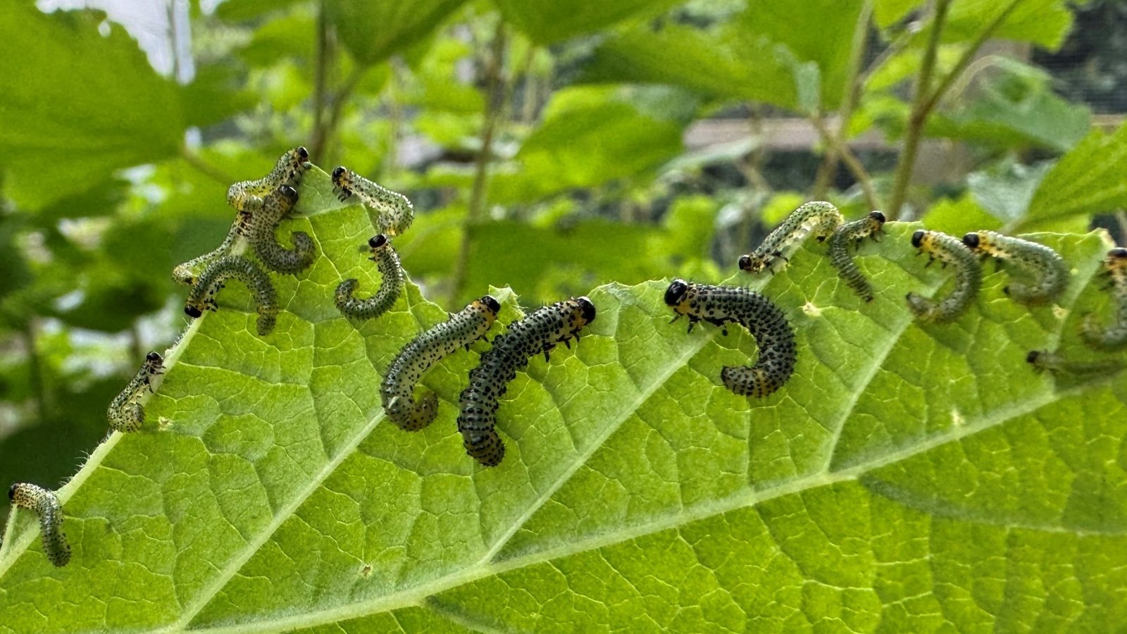 Gray sawfly larvae feeding on a leaf, surrounded by blurred foliage.