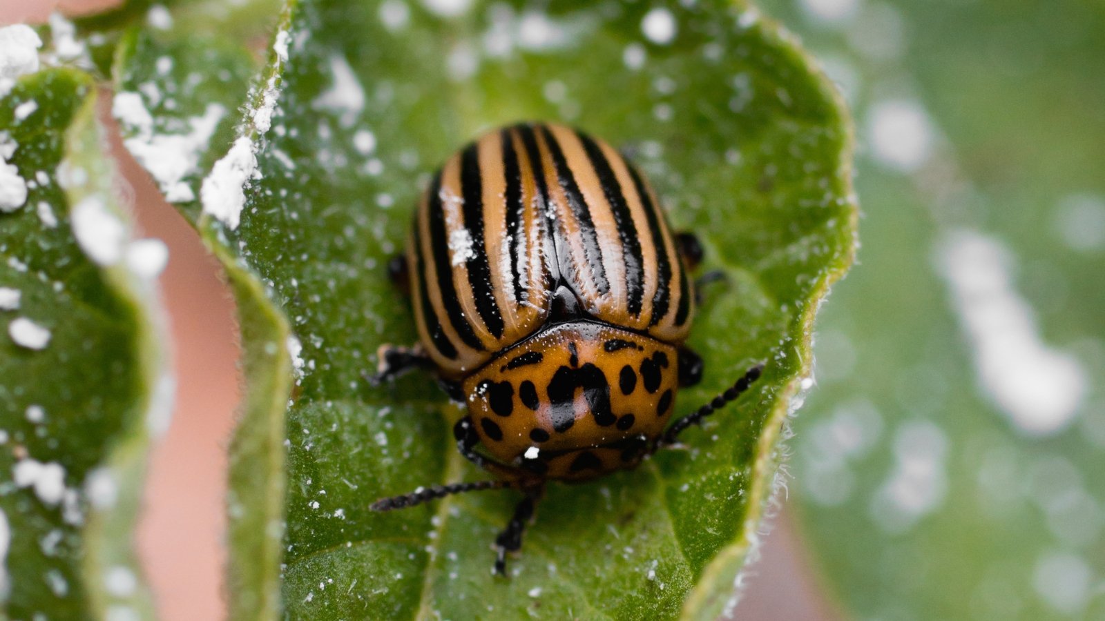 A close-up of a potato bug with distinct black and yellow markings crawling across a green leaf.