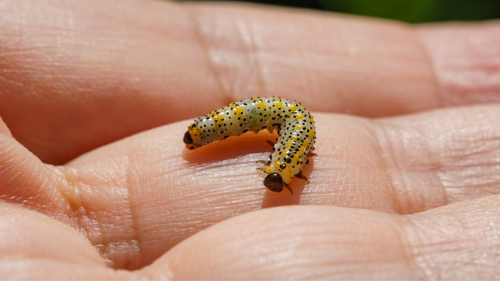 A sawfly larva rests on a hand up close, displaying distinctive gray and yellow patterns adorned with scattered black spots.