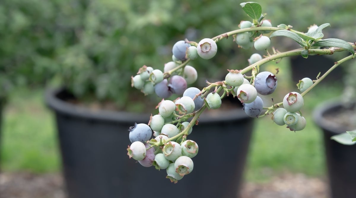 Blue and green fruits ripening on the vine before being harvested. Plants grow behind the fruits in black containers sitting on the ground.