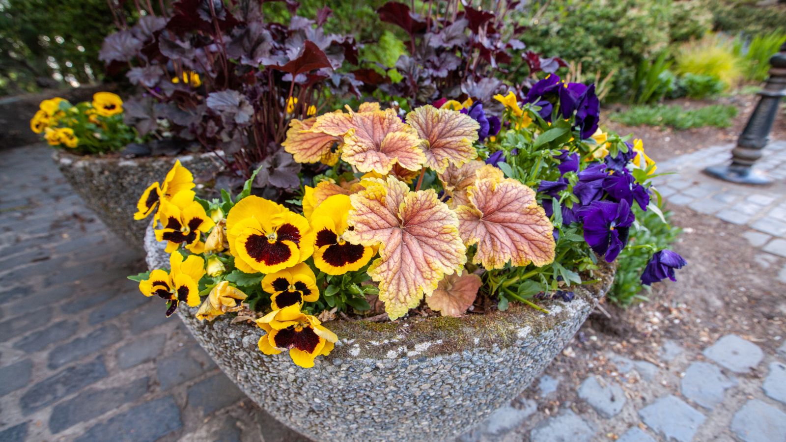 A focused shot of various annuals in a stone pot situated in an area outdoors