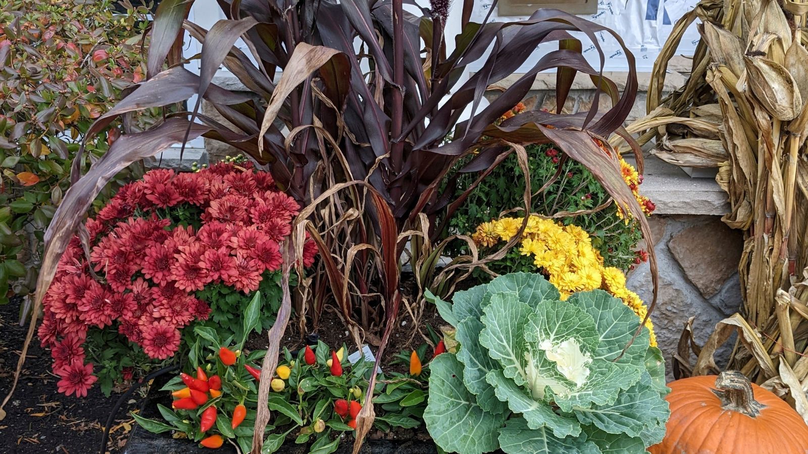 A shot of ornamental and edible plants placed on a stone pot with various foliage in the background in an area outdoors