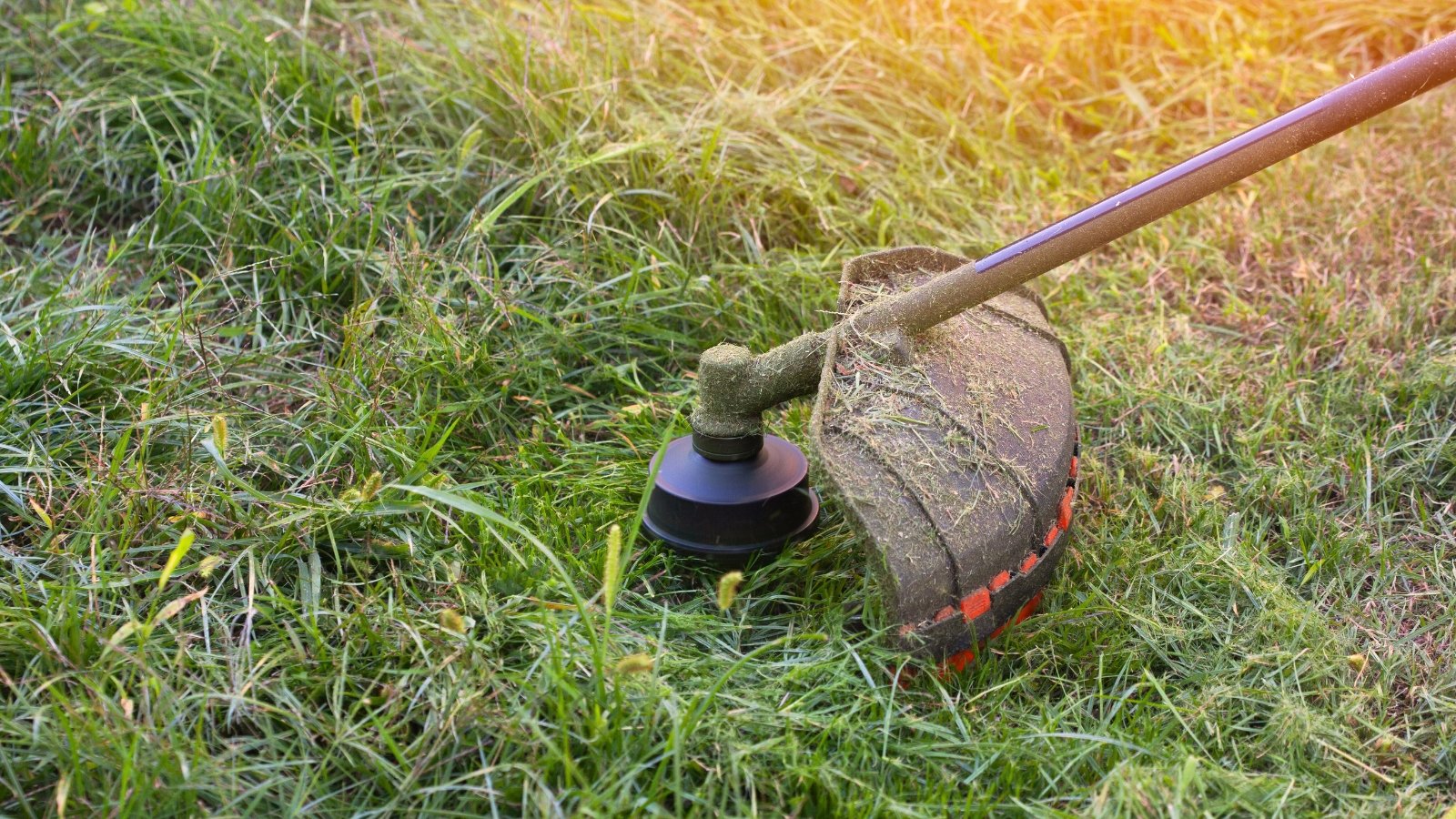 Close-up of a lawn mower with a long handle and a round blade mowing a lawn in an autumn garden.